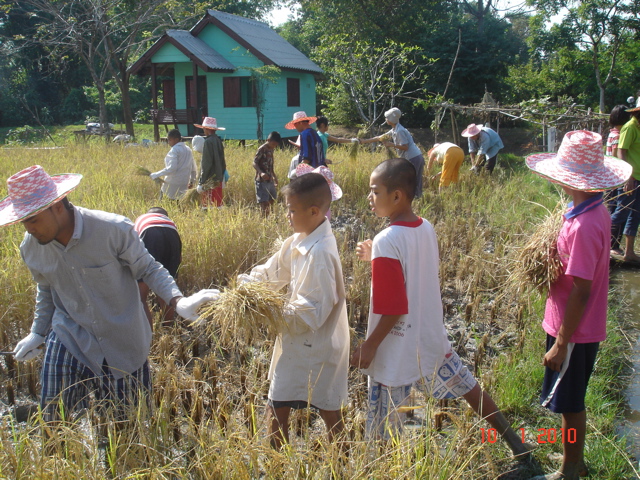 harvest day at Mercy  Farm